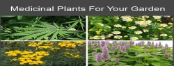 Medicinal Plants For Your Garden Featured